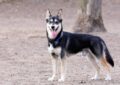 Adult German Shepherd Husky Mix standing outdoors