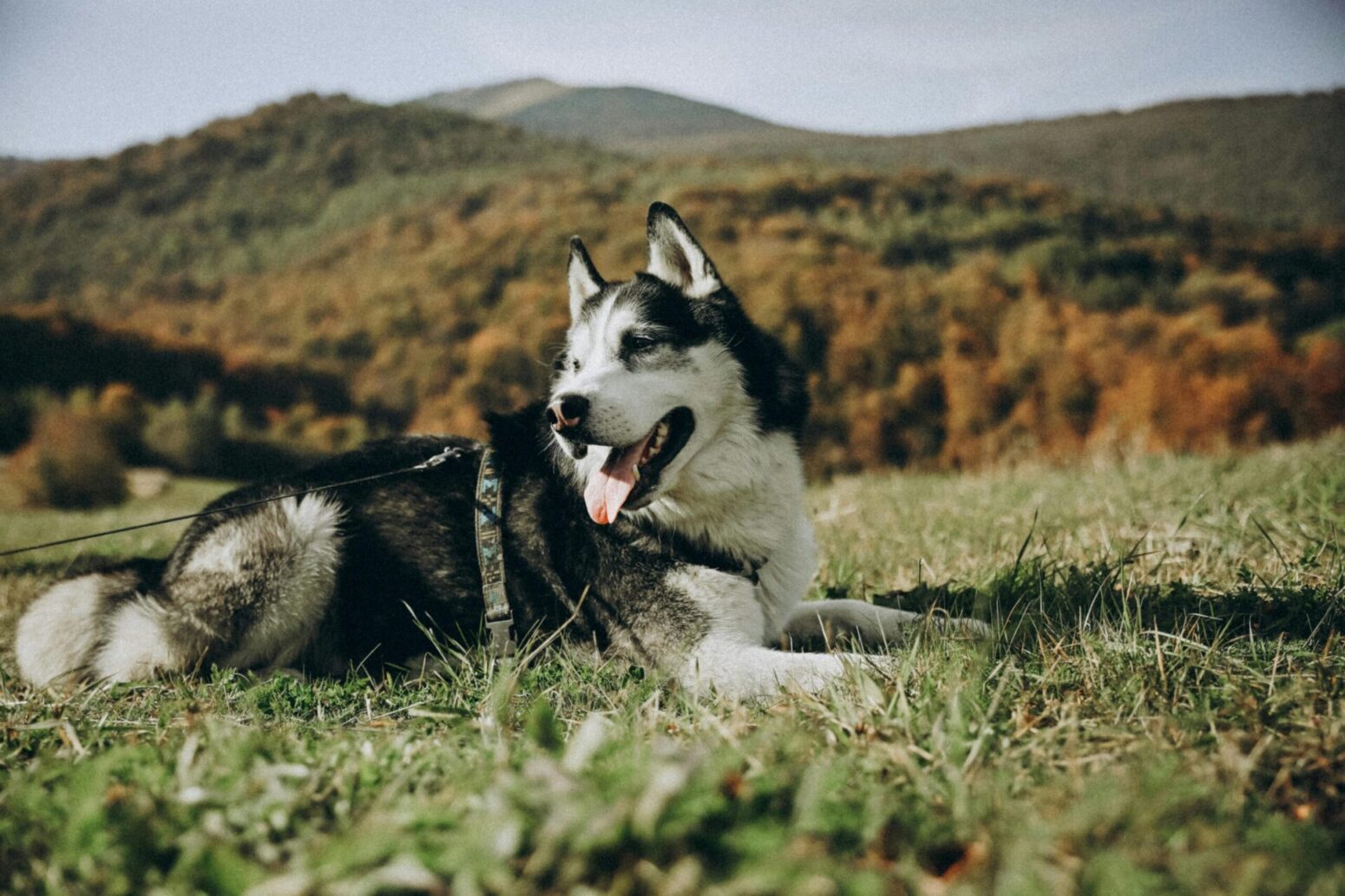 Agouti Husky is relaxing in a grass