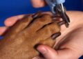 Close-up of trimming dog nails