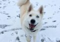 Smiling Husky mix