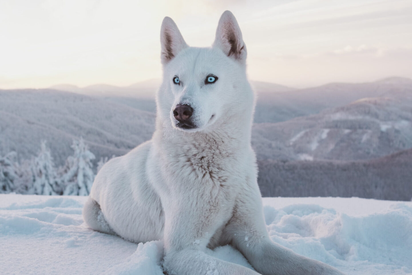 White Coat Husky