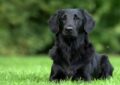 Black Golden Retriever lying on grass