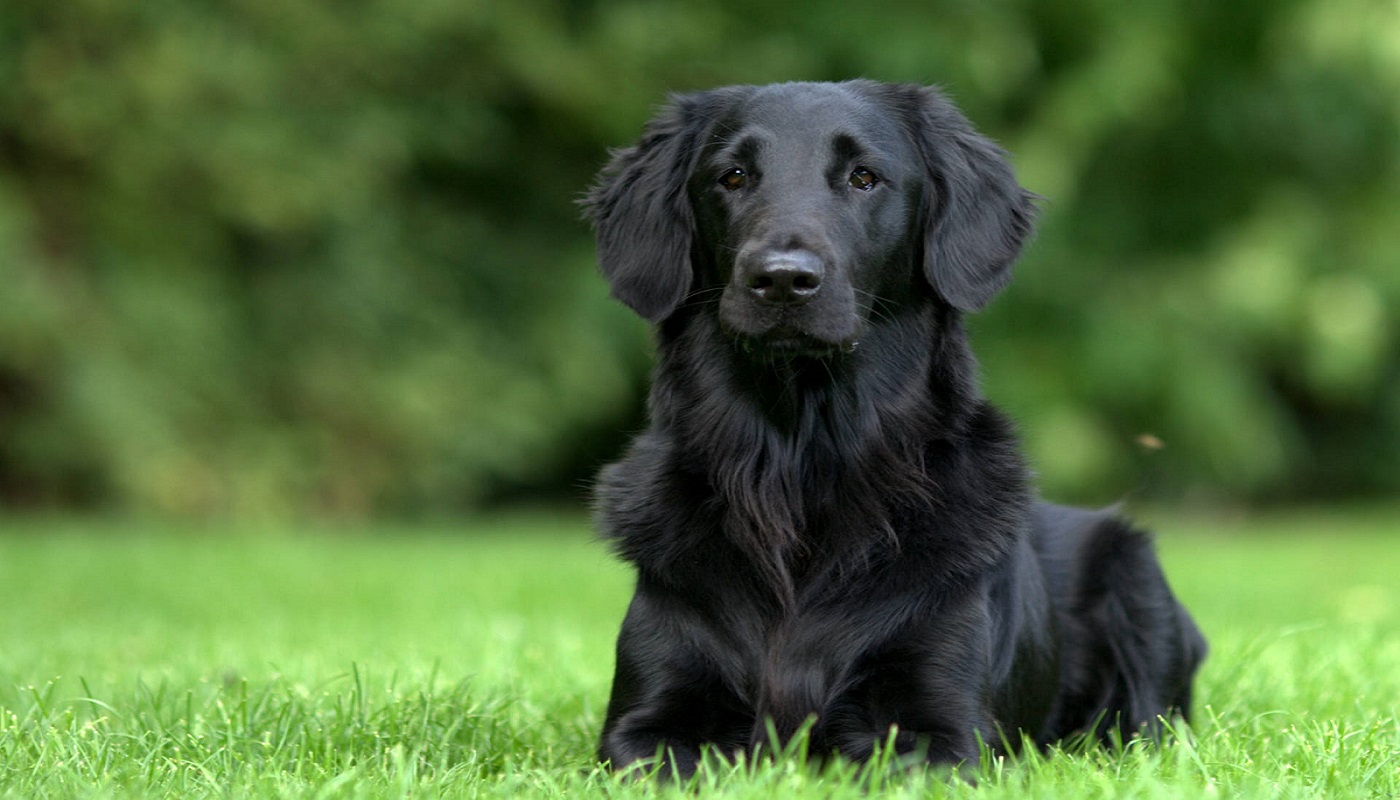 Black Golden Retriever lying on grass