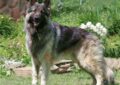 Gray Shiloh Shepherd standing