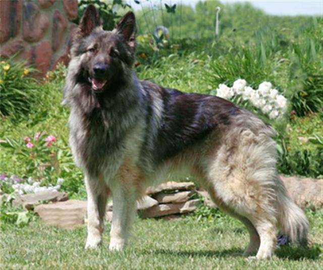 Gray Shiloh Shepherd standing