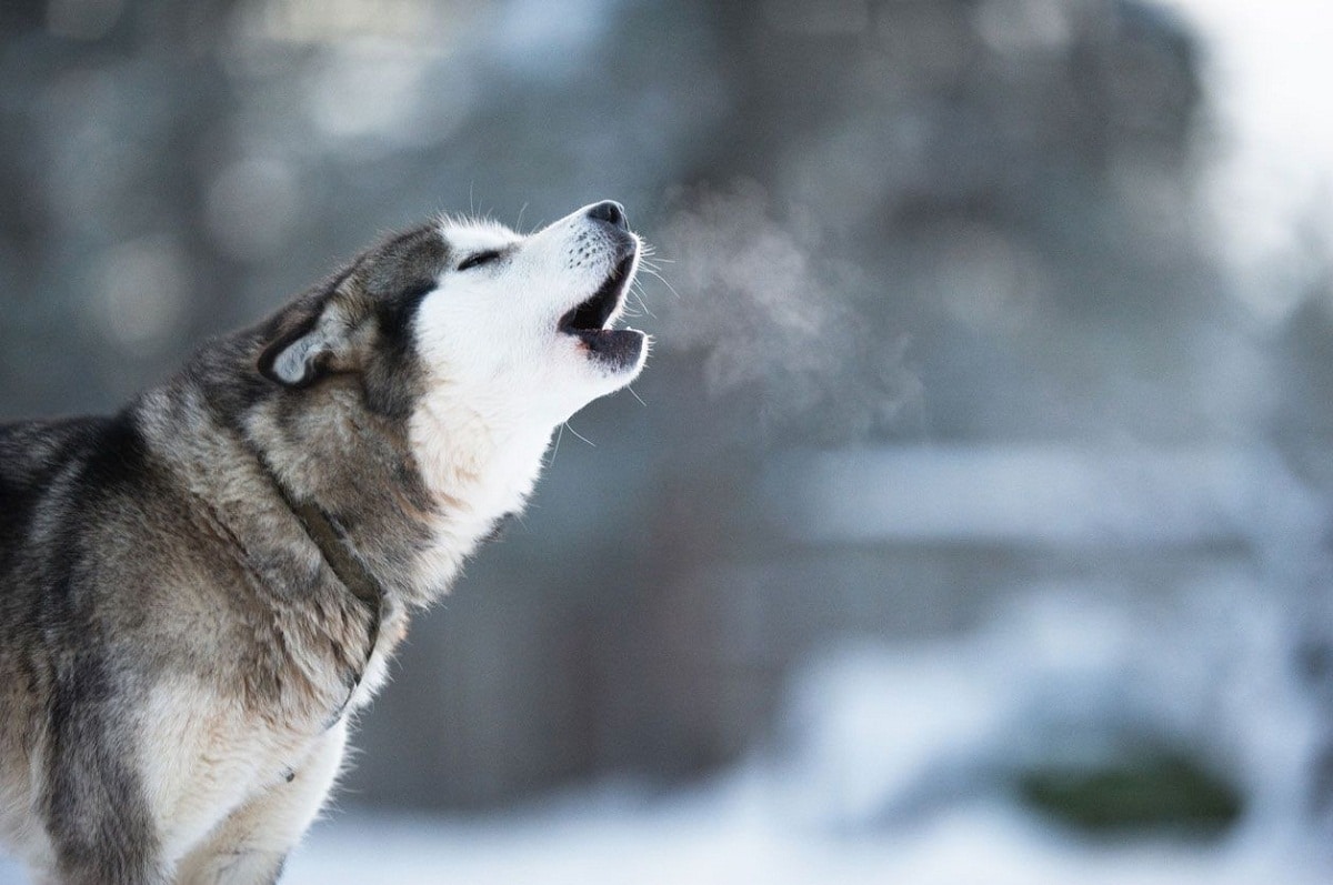 Husky Howling in the Winter Air