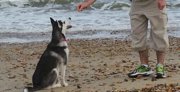 Husky trained on beach