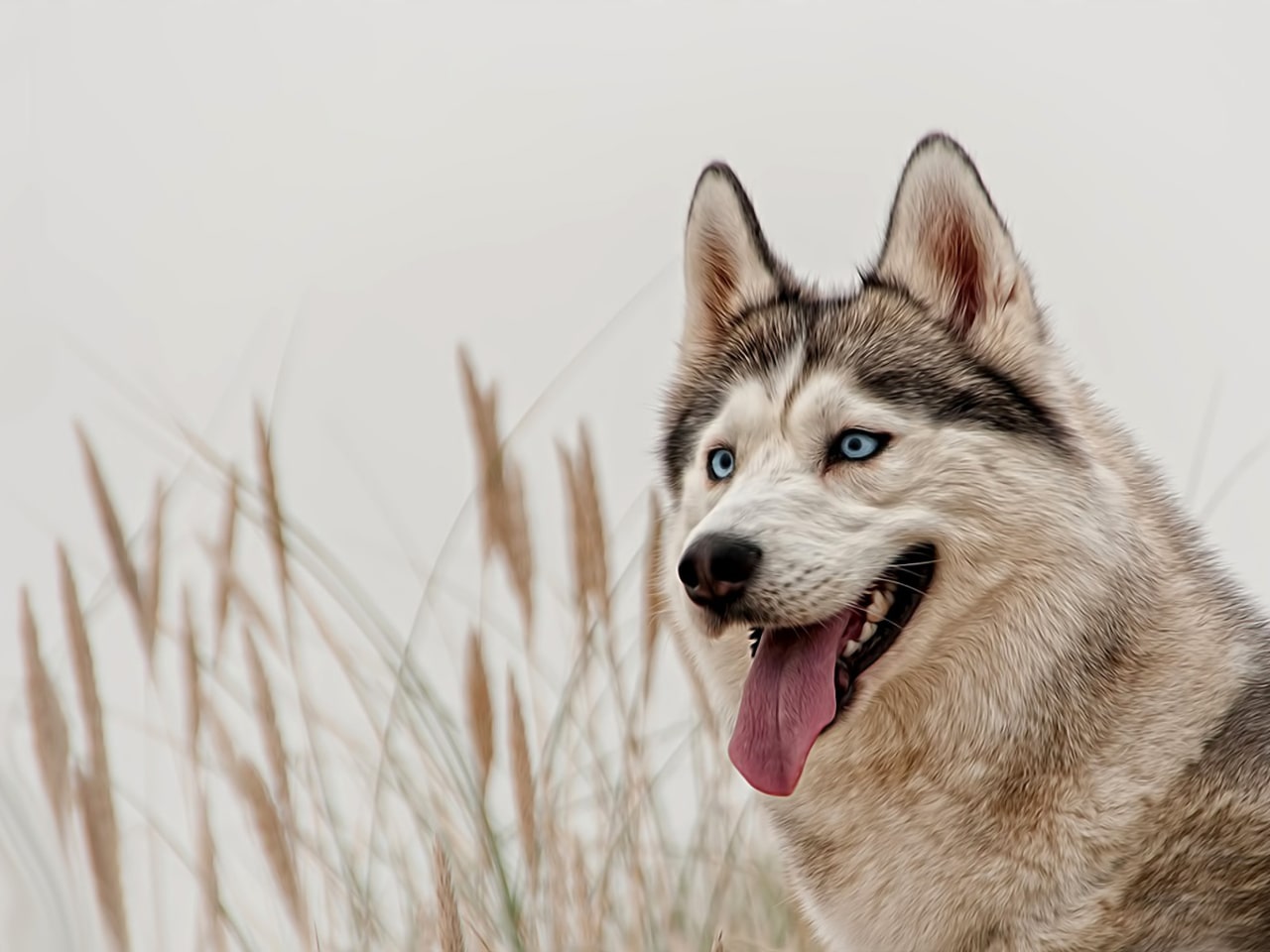 Husky with Piercing Blue Eyes in Tall Grass