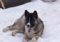 Black and white Husky mix