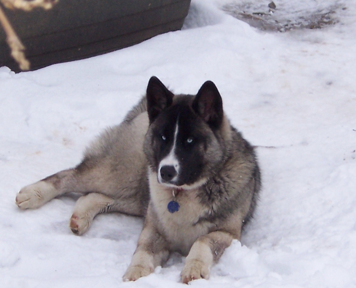 Black and white Husky mix