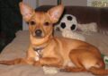 Brown Chihuahua Terrier mix relaxing