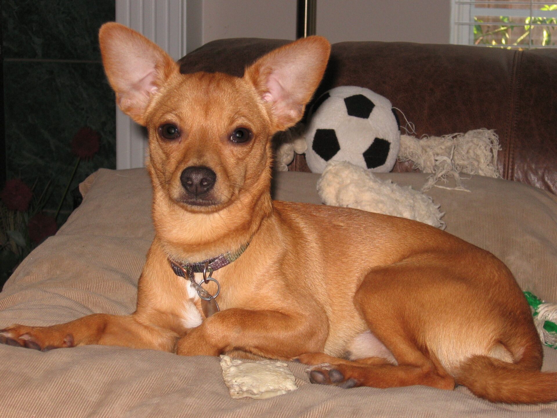 Brown Chihuahua Terrier mix relaxing